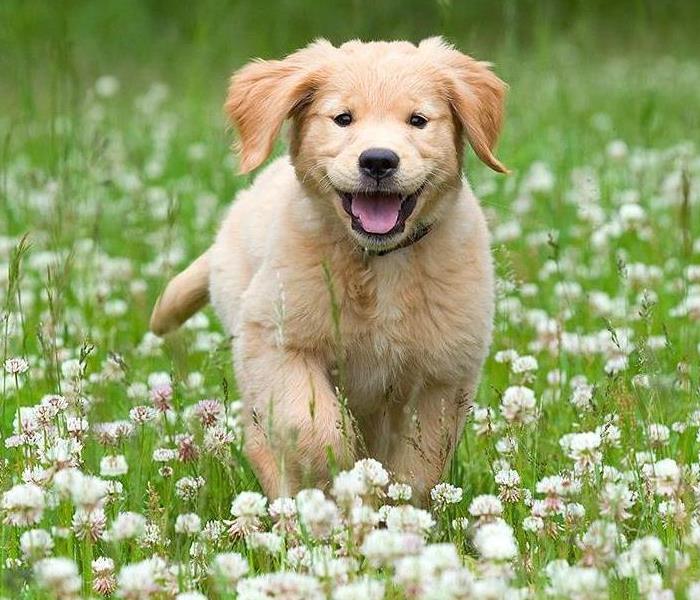 Puppy running through a field 
